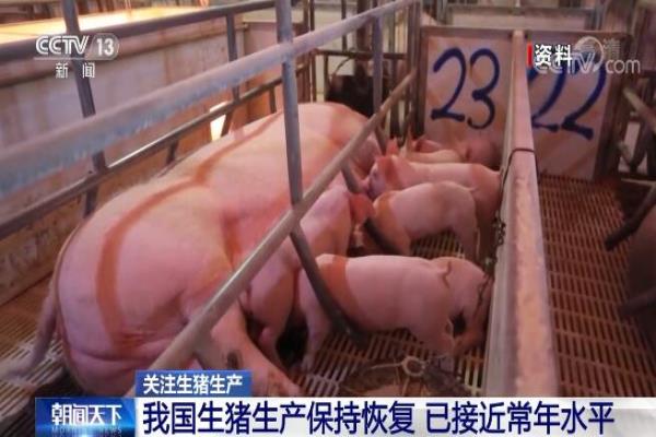 捷嘉关注 | 今年以来我国生猪生产继续保持恢复势头，猪肉价格已连续15周回落；生猪探底回升，录得长下影线